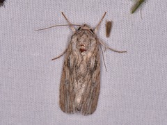 Spodoptera albula
