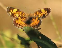 Phyciodes phaon