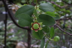 Sonneratia caseolaris