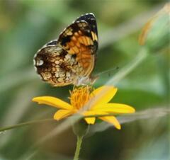 Phyciodes phaon