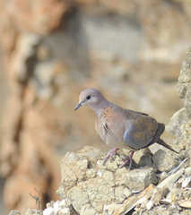 Streptopelia senegalensis senegalensis
