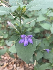 Ruellia drummondiana
