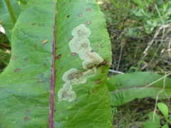 Pegomya bicolor