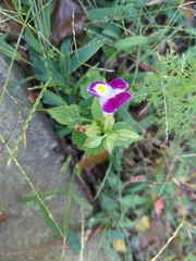 Torenia fournieri
