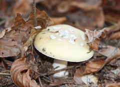 Amanita junquillea