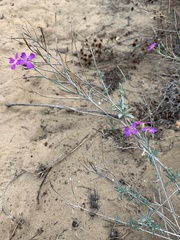 Malcolmia littorea