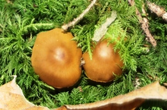 Cortinarius cinnamomeus