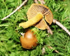 Cortinarius cinnamomeus