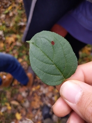 Puccinia coronata