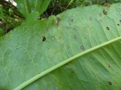 Pegomya bicolor