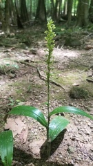 Platanthera flava flava