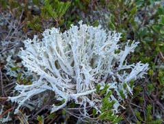 Cladonia boryi