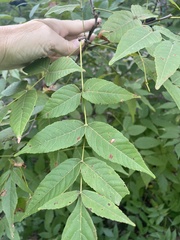 Ungnadia speciosa
