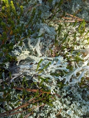 Cladonia boryi