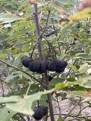 Ungnadia speciosa