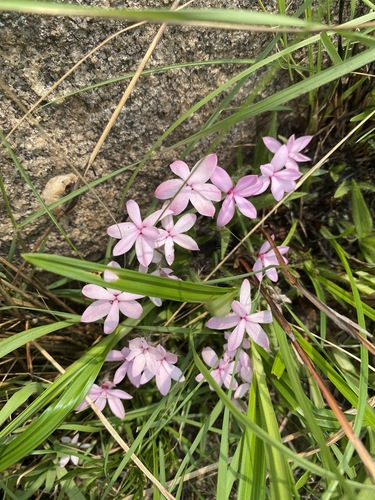 Hypoxis baurii image