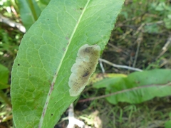 Pegomya bicolor