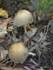 Fungi