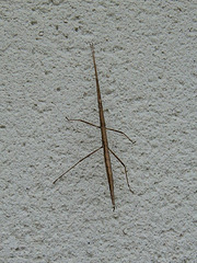 Clonopsis gallica