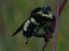 Mallophora bomboides