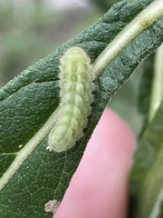 Callophrys gryneus