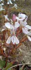 Disa sagittalis