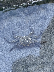 Pachygrapsus crassipes