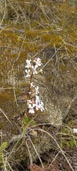 Disa sagittalis