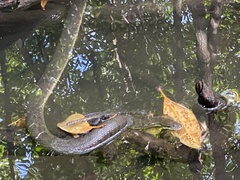 Cerberus schneiderii