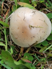 Hebeloma crustuliniforme