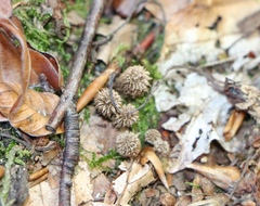 Cyathus striatus
