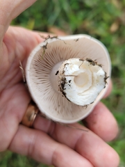 Hebeloma crustuliniforme