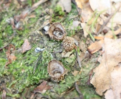 Cyathus striatus