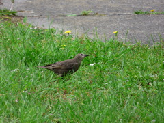 Sturnus vulgaris
