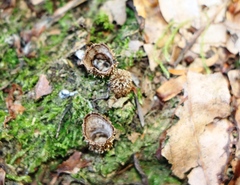 Cyathus striatus