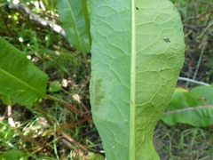 Pegomya bicolor