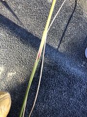 Tridens albescens