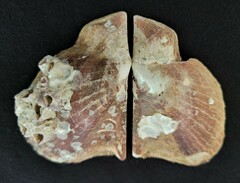 Pteria colymbus
