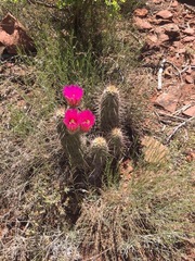 Echinocereus engelmannii fasciculatus