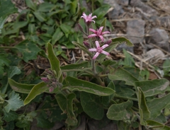 Oxypetalum solanoides