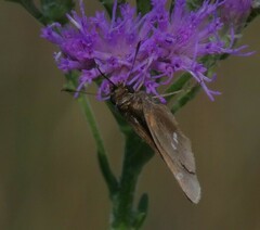 Oligoria maculata