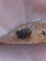 Arion hortensis