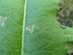 Pegomya bicolor
