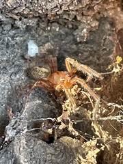 Amaurobius fenestralis