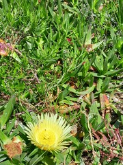Carpobrotus edulis edulis