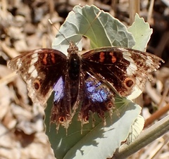 Junonia oenone oenone