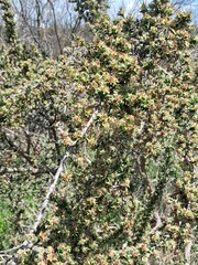 Cliffortia ruscifolia