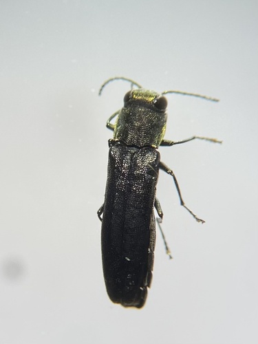 Agrilus defectus · NaturaLista Colombia
