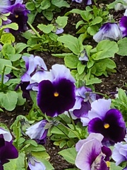 Torenia fournieri