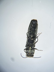 Agrilus defectus